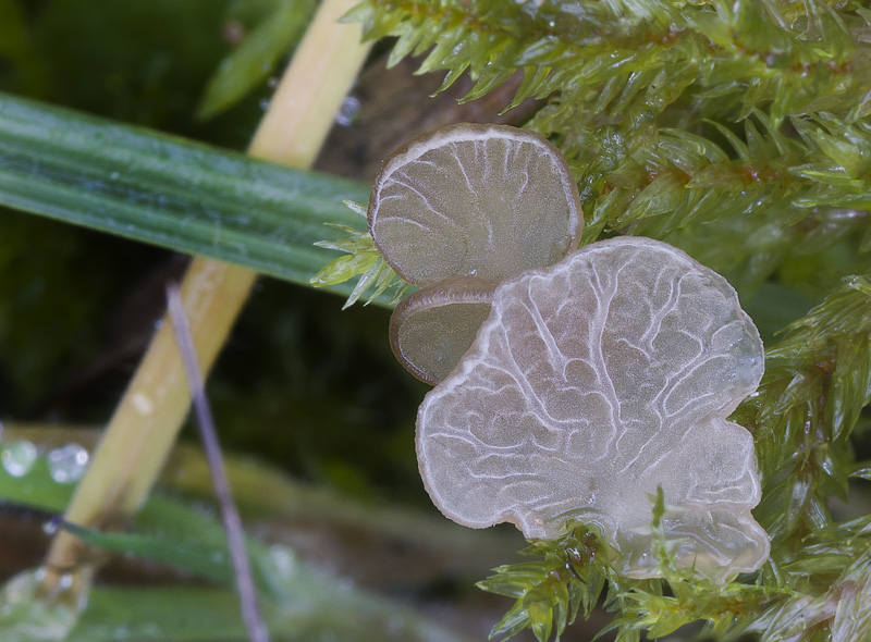 Arrhenia lobata